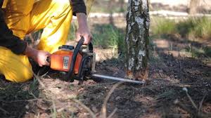 How Our Tree Care Process Works  in Shelley, ID